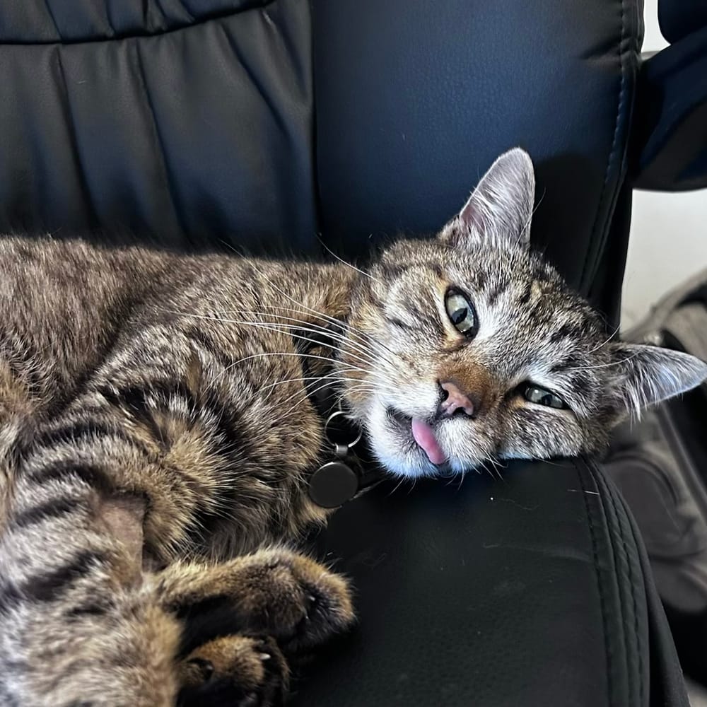 Fred, a tabby cat, lying across an office chair